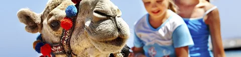 About us and our service - Camel Ride - Tangier Tour